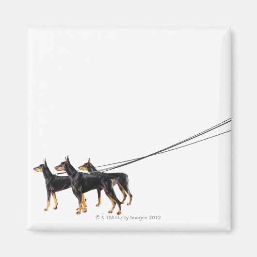 Drie Dobermans op de as Magneet (Voorkant)