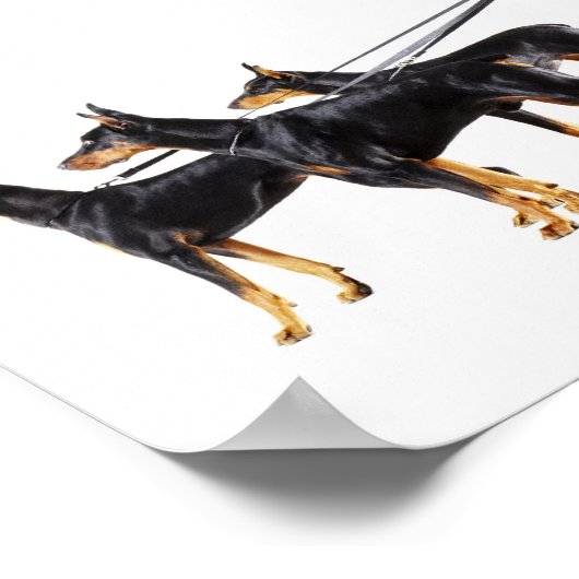 Drie Dobermans op de as Poster (Hoek)
