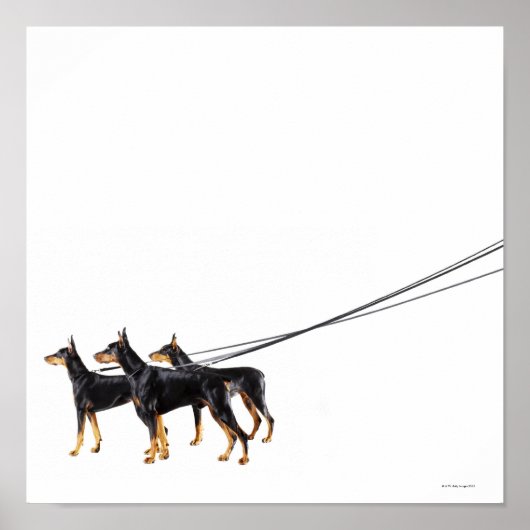 Drie Dobermans op de as Poster (Voorkant)