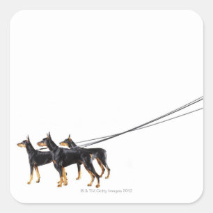 Drie Dobermans op de as Vierkante Sticker