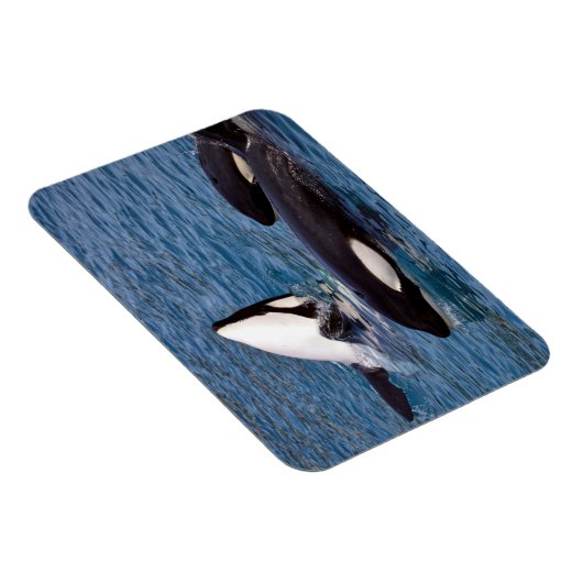 Drie dode walvissen magneet (Rechterzijde)