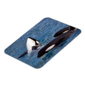 Drie dode walvissen magneet (Linkerzijde)