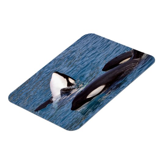 Drie dode walvissen magneet (Linkerzijde)