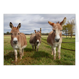 Drie Donkey's