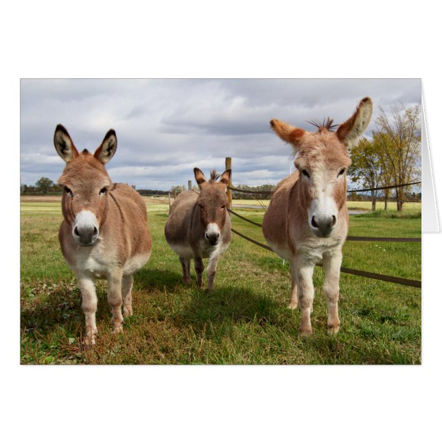 Drie Donkey's (Voorkant Horizontaal)
