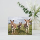 Drie Donkey's Briefkaart (Staand voorkant)
