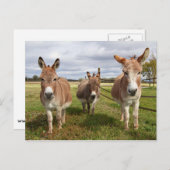 Drie Donkey's Briefkaart (Voorkant / Achterkant)