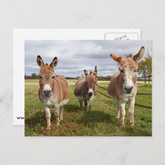Drie Donkey's Briefkaart (Voorkant / Achterkant)