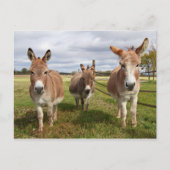 Drie Donkey's Briefkaart (Voorkant)