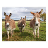 Drie Donkey's Foto Afdruk (Voorkant)