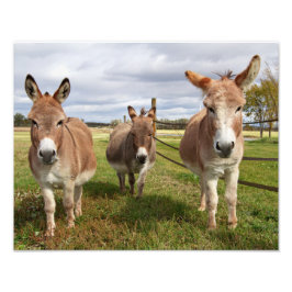 Drie Donkey's Foto Afdruk