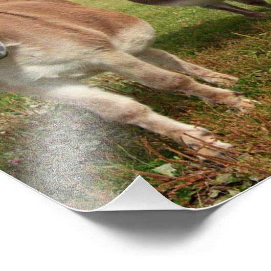 Drie Donkey's Foto Afdruk (Hoek)