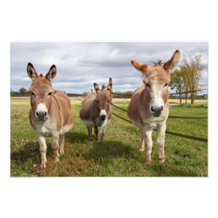 Drie Donkey's Foto Afdruk