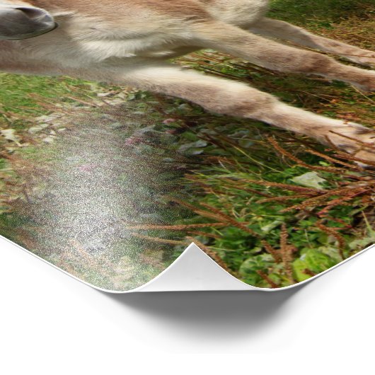 Drie Donkey's Foto Afdruk (Hoek)