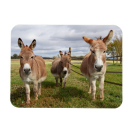 Drie Donkey's Magneet