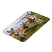 Drie Donkey's Magneet (Linkerzijde)