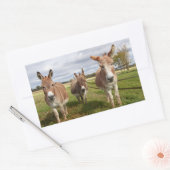 Drie Donkey's Rechthoekige Sticker (Envelop)