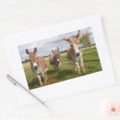 Drie Donkey's Rechthoekige Sticker (Envelop)