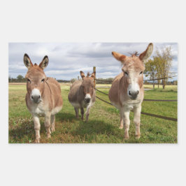 Drie Donkey's Rechthoekige Sticker