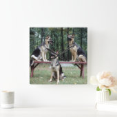 Drie Duitse herders die de muur van klok werpen (Huis)