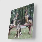 Drie Duitse herders die de muur van klok werpen (Hoek)