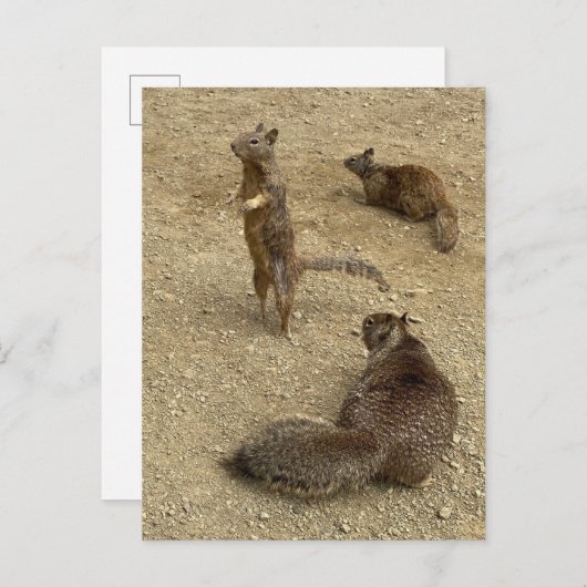 Drie Eekhoorns Uitnodiging Briefkaart (Voorkant / Achterkant)