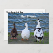 Drie eenden in de rij briefkaart (Voorkant / Achterkant)