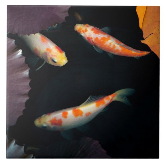 Drie elegante koi in waterlelie tegeltje (Voorkant)