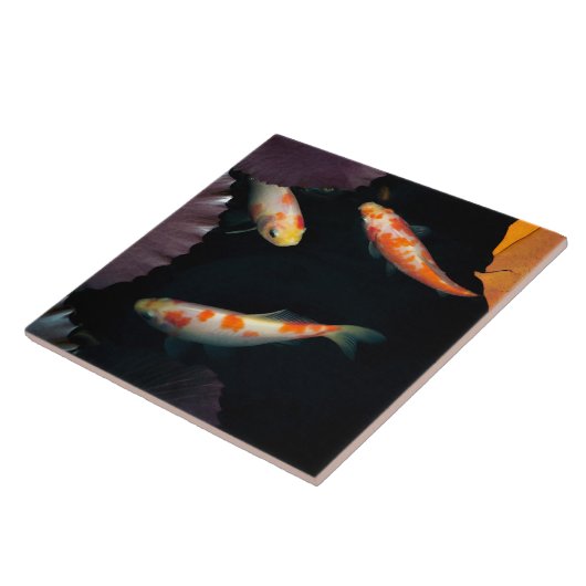 Drie elegante koi in waterlelie tegeltje (Zijkant)
