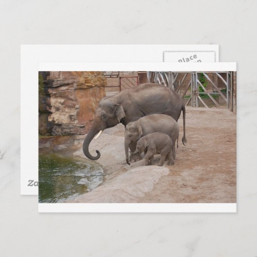 Drie Elephants Briefkaart (Voorkant / Achterkant)