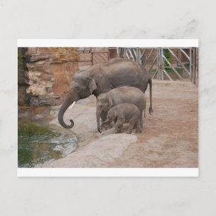 Drie Elephants Briefkaart
