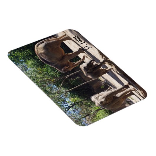 Drie Elephants Magneet (Rechterzijde)