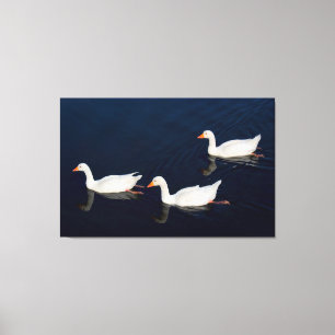 Drie Emden Geese Canvas Afdruk