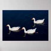 Drie Emden Geese Poster (Voorkant)