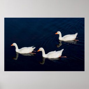 Drie Emden Geese Poster