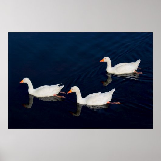 Drie Emden Geese Poster (Voorkant)