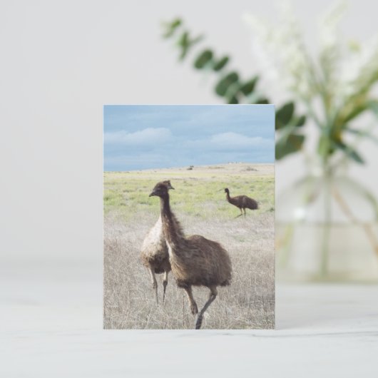 drie emu's briefkaart (Staand voorkant)