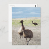 drie emu's briefkaart (Voorkant / Achterkant)