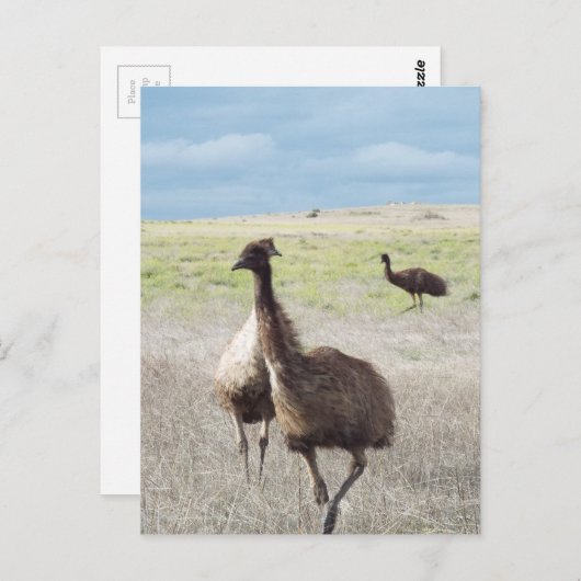 drie emu's briefkaart (Voorkant / Achterkant)
