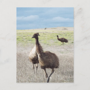 drie emu's briefkaart