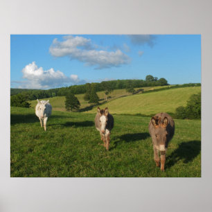 Drie ezels in een veld foto poster