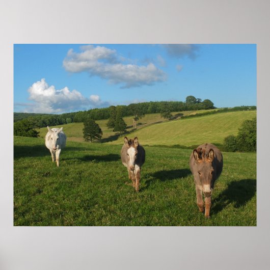 Drie ezels in een veld foto poster (Voorkant)