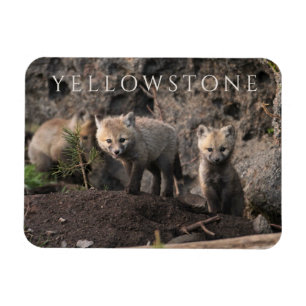 Drie Fox Cubs, Yellowstone National Park, Wyoming Magneet