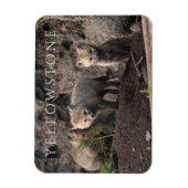 Drie Fox Cubs, Yellowstone National Park, Wyoming Magneet (Verticaal)