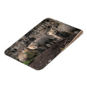 Drie Fox Cubs, Yellowstone National Park, Wyoming Magneet (Linkerzijde)