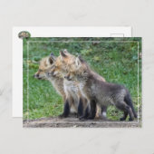 Drie Fox Kits Briefkaart (Voorkant / Achterkant)
