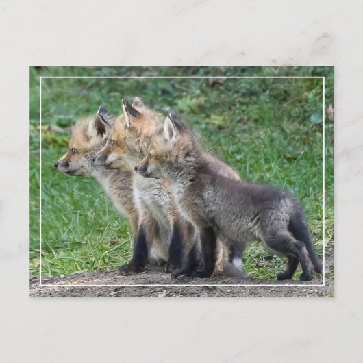 Drie Fox Kits Briefkaart (Voorkant)