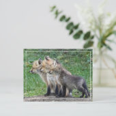 Drie Fox Kits Briefkaart (Staand voorkant)