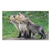 Drie Fox Kits Foto Afdruk (Voorkant)
