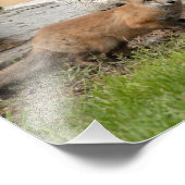 Drie Fox Kits Foto Afdruk (Hoek)